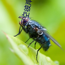 深空彼岸 （发生）