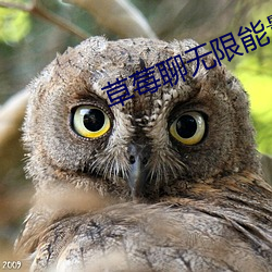 草莓聊無限能量破解版下載