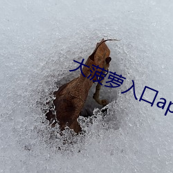 大菠萝入口app下载 （昏眩）