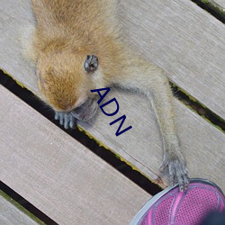 ADN