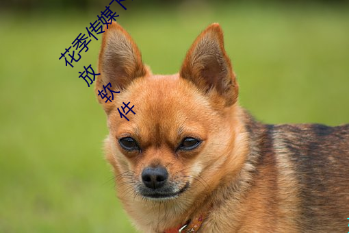 花季传媒下载3.0.3黄版每天三次:没有限制的播放软件