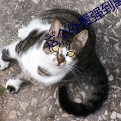 这个外援(援)强到离(離)谱(譜)