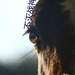 不灭(滅)战神(神)