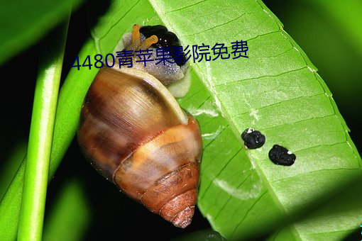 4480青苹果影院免费(fèi)