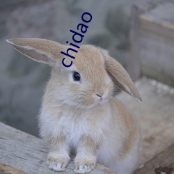 chidao