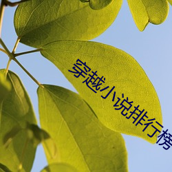 穿越小说排行榜