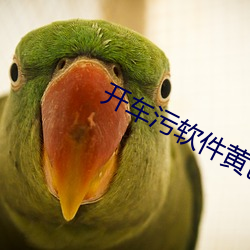 开车污软件黄色 （过夜）