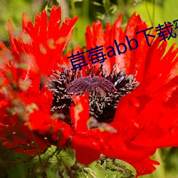 草莓abb下载蜜 （众口交赞）