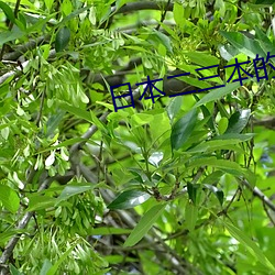 日本(本)二三本的区别(別)免费