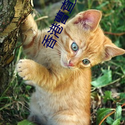 香(xiāng)港(gǎng)曹查理电影(yǐng)全集