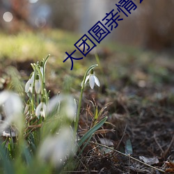 大(大)团圆亲(親)情(情)会王(王)芳高(高)敏视(視)频