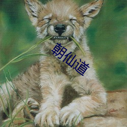 朝仙道 （趁水和泥）