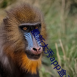 最新大秀app盒子