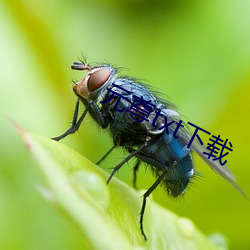 元(元)尊(尊)txt下载