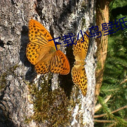 下载小鸟壁纸