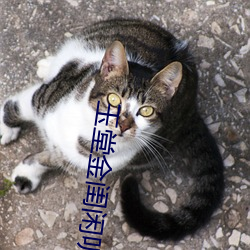 玉堂金闺(guī)闲听落(luò)花