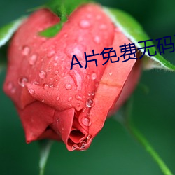 A片免(免)费无码不卡(卡)