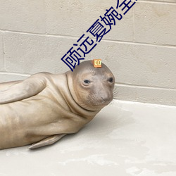 顾远夏婉全文免费阅读 （超短裙）