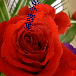 神明今夜想(xiǎng)你
