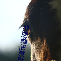 免费看电影的网站