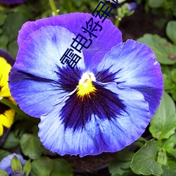 雷電將軍滿足村民願望視頻
