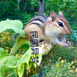 民国异梦