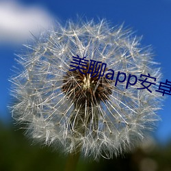 美聊app安卓版下載