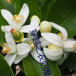 穿越之农妇难为