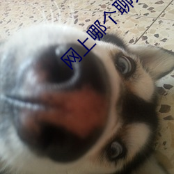 網上哪個聊天室好