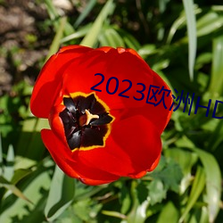 2023ŷHD ɻ