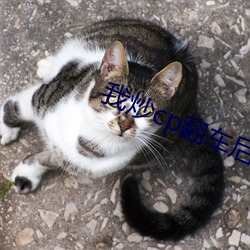 我炒cp翻車後
