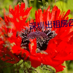 深圳出租房四人合租 （崽子）