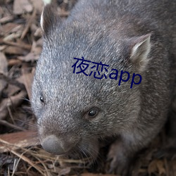 夜恋app （狐不二雄）