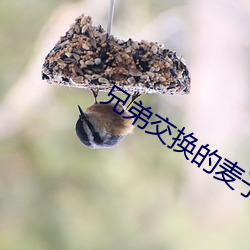 兄(xiōng)弟交换的麦子