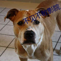 不见不散影院