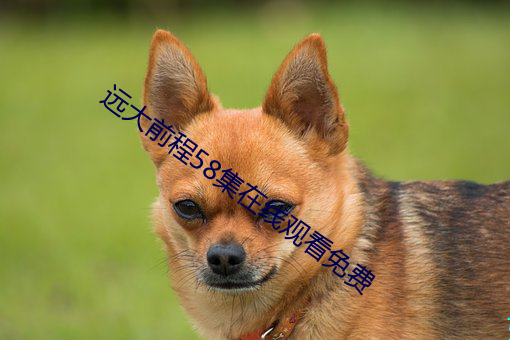 &#x5C0F;&#27901;&#x739B;&#21033;&#x4E9A;&#30005;&#x5F71; | &#x514D;&#36153;&#x6700;&#26032;&#x5F71;&#38899;&#x4F5C;&#21697;&#x5728;&#32447;&#x64AD;&#25918;