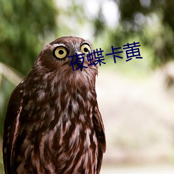 夜蝶卡(kǎ)黄