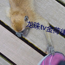 龍珠tv金荷律直播