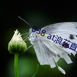 838 at浪花直(zhí)播app下载
