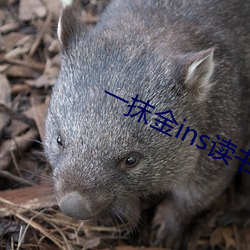 一(yī)抹金(jīn)ins读书
