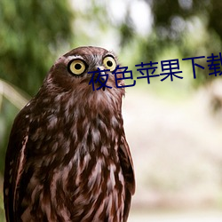 夜色苹果(guǒ)下载