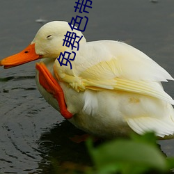 免费色带(dài)大全(quán)