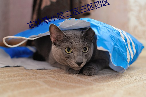 忘憂草小區二區三區四區