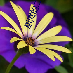 崩溃(潰)的二次元
