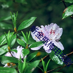 凯时|AG(AsiaGaming)优质运营商