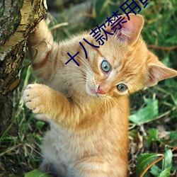 十八款禁用黄入口app最新版 （踊跃）