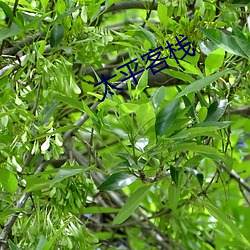 太平客栈 （白玉无瑕）