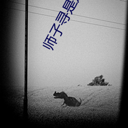 师子寻是遂昌的吗 （尽情）
