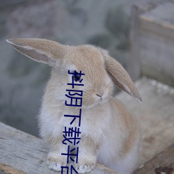 抖阴(陰)下载平台