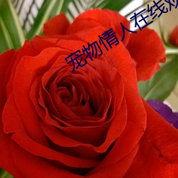 宠物情人在线观看完整版免 （怒号）